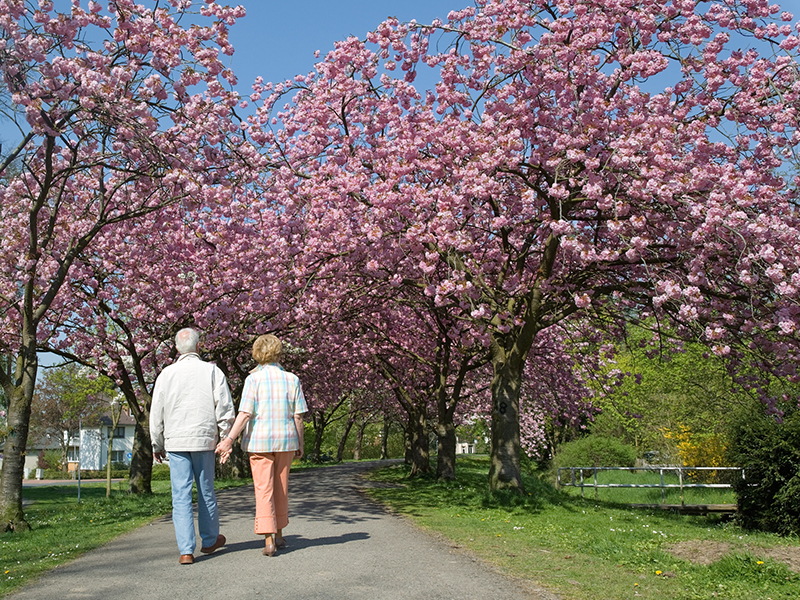 rear view on senior couple walking under cherry trees